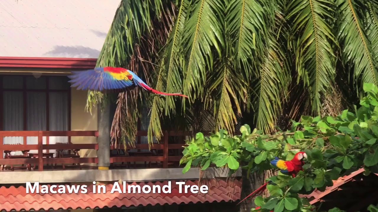 Macaws - Jaco Costa Rica